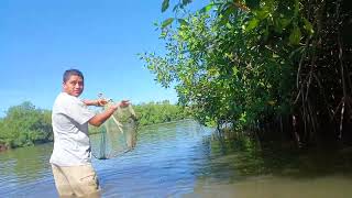 Pescando Con Atarraya En El Estero de Garita Palmera [upl. by Eninotna]