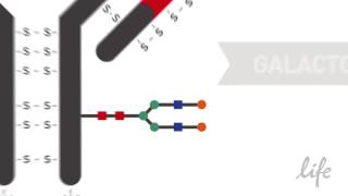 How to Site Specifically Label Your Antibody Using SiteClick™ Technology [upl. by Ahsot670]