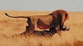 Leones Salvajes Cazando en Africa  Documentales National Geographic [upl. by Hoy]