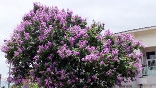 台灣花卉之美大花紫薇 Lagerstroemia speciosa [upl. by Enialed]