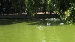 Cackling Geese at Lodhi Gardens in Delhi [upl. by Ilohcin560]