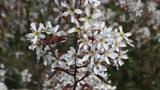 1 minuut natuur krentenboompje  juneberry  lamélanche  KupfelFelsenbirne [upl. by Eudocia]