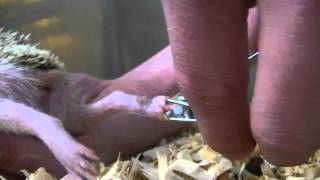 Hedgehog Care  How to clip nails [upl. by Dadelos]