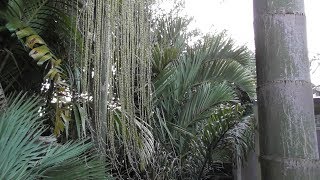 Dypsis decipiens update 2017 [upl. by Leirua727]