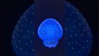 EUROPES BIGGEST AQUARIUM  OCEANARIO DE LISBOA FULL TOUR  2024 [upl. by Aidyn]