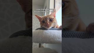 How Many Cat Photos Is Too Many 🤔📸🐱 cutecat catshorts cat caturday pets shorts funny fyp [upl. by Najram]