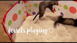 Ferrets Playing♡ digging rolling stashing dooking the life of a ferret lol [upl. by Brenner588]