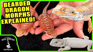 COMPLETE BEARDED DRAGON MORPH GUIDE with Heather Moye from FairyTail Dragons [upl. by Carbrey773]