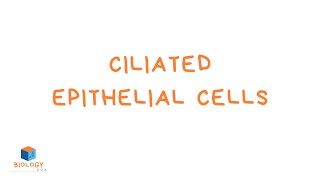 Ciliated Epithelial Cells KS3 Biology  Specialised Cell Adaptations [upl. by Orpha]