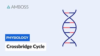 Crossbridge Cycle Muscle Contraction [upl. by Latreece672]