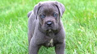 Cane Corso Puppies [upl. by Lletnohs]