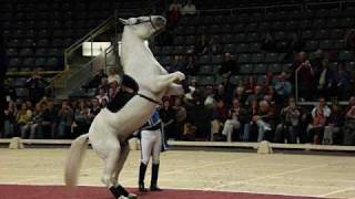 Lipizzaner Stallions [upl. by Irrahs249]