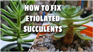 HOW TO FIX ETIOLATED STRETCHED SUCCULENT [upl. by Ytima]