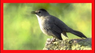 Gray Catbird Song Gray Catbird Call Gray Catbird Sound Pájaro Gato Canto Dumetella Carolinensis [upl. by Herwick]