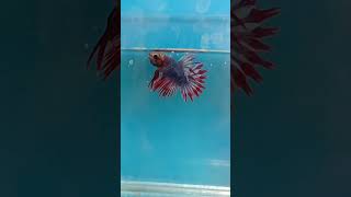 Red Flag Thailand Crowntail Betta Fish [upl. by Drida234]