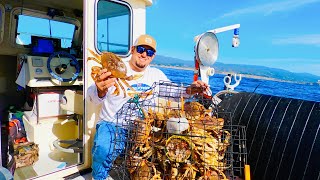 MASSIVE DUNGENESS CRABS Catch Clean Cook OPENING SEASON Underwater View [upl. by Eisac]