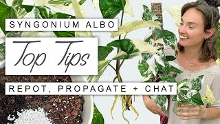 Syngonium Albo 101 EVERYTHING You Need To Know Growth Tips Propagation  Full Care Guide 🌱 [upl. by Zinnes]