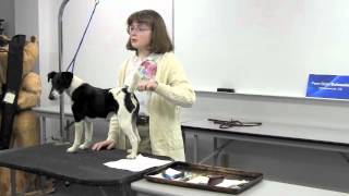 How To Groom A Fox Terrier [upl. by Dave593]