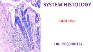 SYSTEM HISTOLOGY PART FIVE IDENTIFYING AND LABELLING SLIDES [upl. by Komsa437]