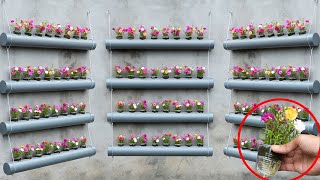 Make your own beautiful Moss Rose flower garden in plastic tubes cheap home decoration [upl. by Ulrike516]