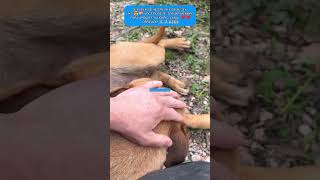 CACHORRO ABANDONADO É CUIDADO POR IDOSO É ADOTADO cachorro resgate adote amor dog pets rescue [upl. by Akenat168]