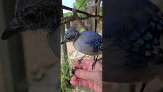 Blue Jay Molting 💙 [upl. by Anavi]