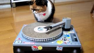 DJ Meme ♪ Cat Scratch Turntable [upl. by Indira597]