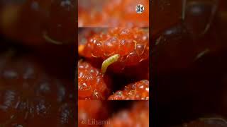 Caterpillar Becomes Butterfly in 4K HD insects  Lihami 111  InsectDiscovery ButterflyLifeCycle [upl. by Argent]