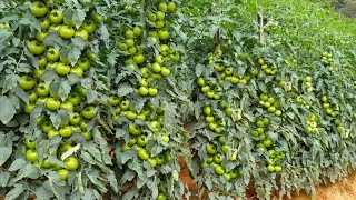 टमाटर की खेती  tamatar ki kheti kaise karen  साधारण विधि से  Tomato farming in India [upl. by Atrahc]