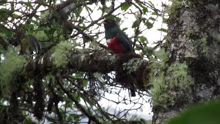 CANTO DEL TROGON COLLAREJOCOLLARED TROGONTrogon collaris [upl. by Gaulin]