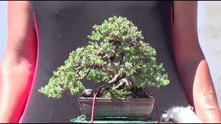 Pinzando shohin de juniperus procumbens nana quotSonarequot [upl. by Nelon]