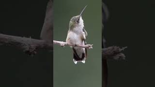 birds hummingbird hummingbirdlover wildlife nature hummingbirdfeeder animals [upl. by Shakti]