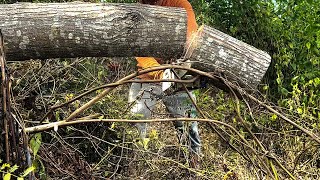 Watch The Stihl MS 170 in Action [upl. by Ahsienaj]