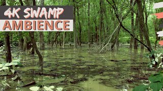 4K Swamp Ambience  3 Hours of Late Summer Swamp Sounds of Forest Birds Crickets Cicadas and More [upl. by Pennington]