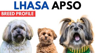 Lhasa Apso Breed Profile History  Price  Traits  Lhasa Apso Dog Grooming Needs  Lifespan [upl. by Aracahs]