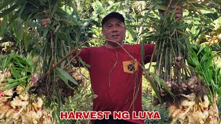 HARVEST NG LUYA  MASARAP NA TANGHALIAN  Biyaherong Batangueño [upl. by Graff196]