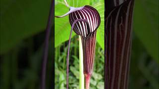 California Pitcher Plant  carnivorous plants that eat animals [upl. by Bradstreet]