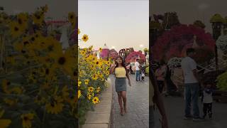 Dubai Miracle Garden Sunflower Garden আসলাম dubai vlog minivlog shorts [upl. by Nahsar]