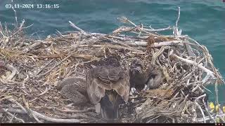 Port Lincoln Osprey 03112024 1304 [upl. by Ylrak685]