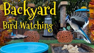 🔴LIVE Backyard Bird Feeders BlueJays Finches Woodpeckers Nuthatches amp More [upl. by Leslee]