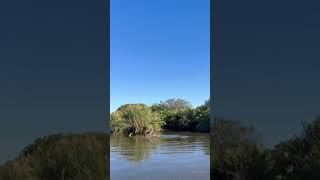 Hippos Territorial Fight Erupts in Water [upl. by Inan]