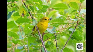 Chant de la Paruline jauneSong of the Yellow Warbler [upl. by Lune]