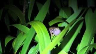 Andean Marsupial Frog Gastrotheca riobambae calling [upl. by Aihsoem]