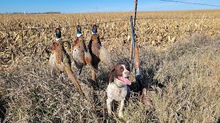 South Dakota Pheasant Hunting 1111122023 [upl. by Mloclam]