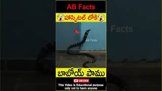 🐍అమ్మో పాము🐍 Snake entered in to hospital telugufacts snake fact shorts youtubeshorts abfacts [upl. by Premer353]