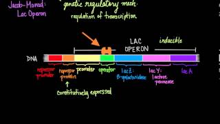 JacobMonod The Lac Operon [upl. by Imak394]