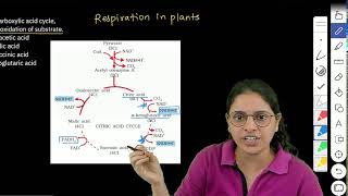 NEET 2024  Identify the step in tricarboxylic acid cycle which does not involve oxidation of subst [upl. by Adnam]