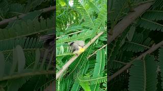 CUTE BABY SUNBIRD birds wildlife nature [upl. by Nichola]