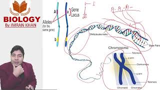 Concept of Allele and Locus genetics alleles locus generalknowledge [upl. by Karissa]