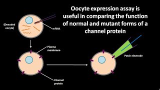 Oocyte expression assay [upl. by Esau]